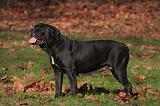 CANE CORSO 1347